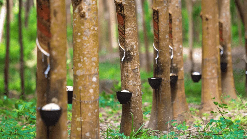 World's Natural Rubber