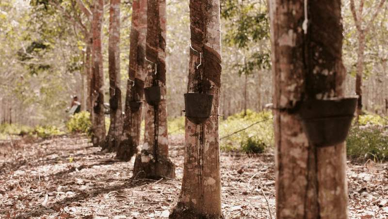 Natural Rubber Tree