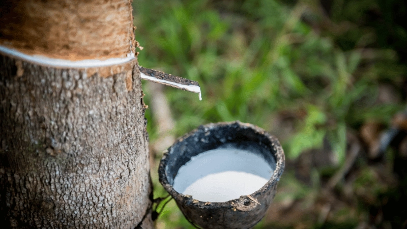 The latex sap from the rubber tree is collected in bowls.