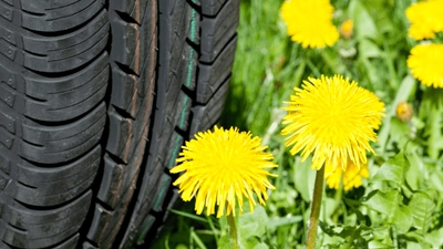 Dandelion Rubber