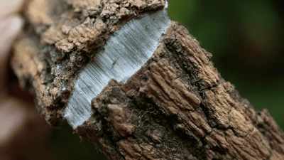 Eucommia Ulmoides Gum